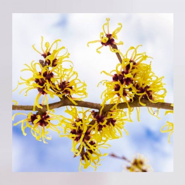 Agua de Hamamelis